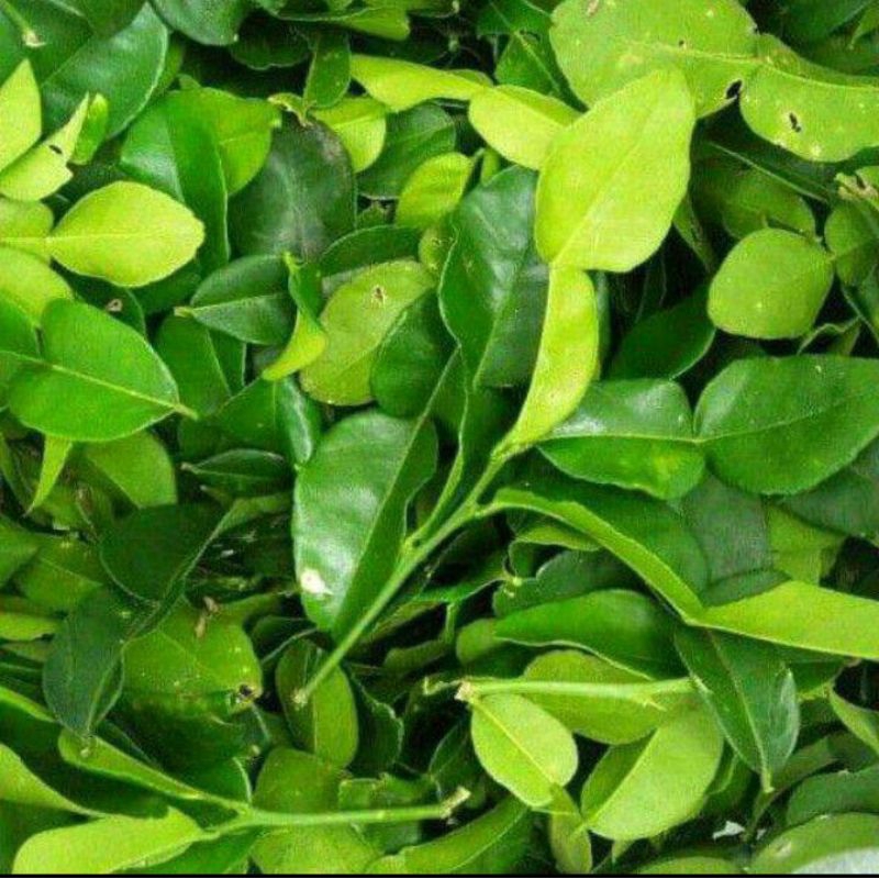 daun jeruk presh 50gr