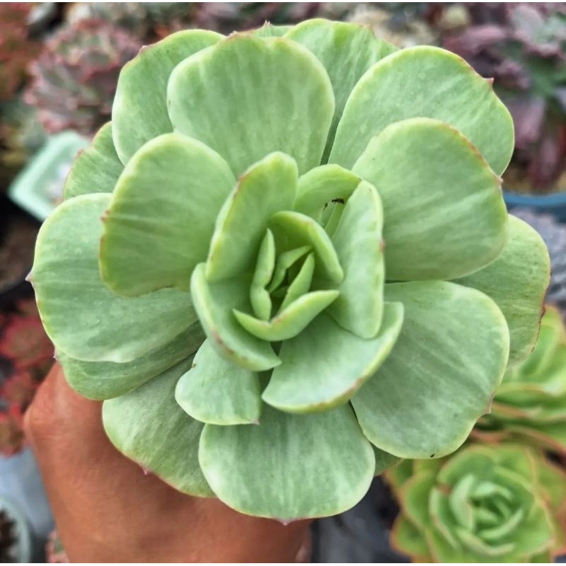 Echeveria Mocca Variegata