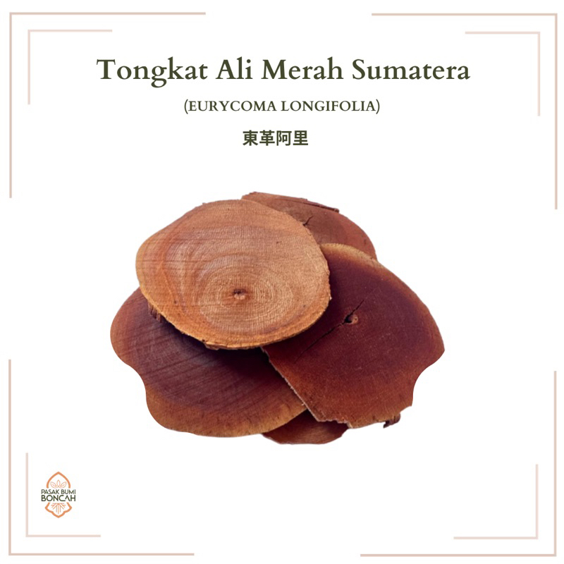500gr | T0NGKAT ALI MERAH SUMATRA | EURYCOMA LONGIFOLIA