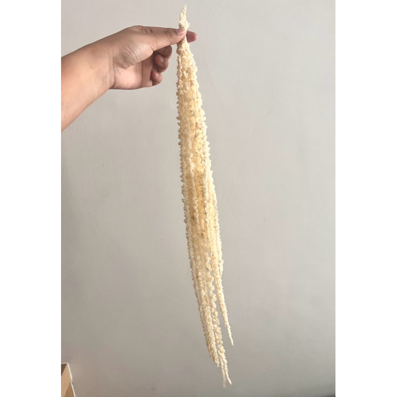 Bunga Amaranthus Dried Broken White Cream