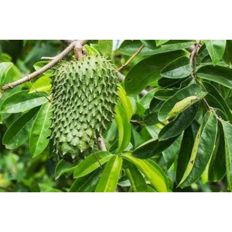daun sirsak