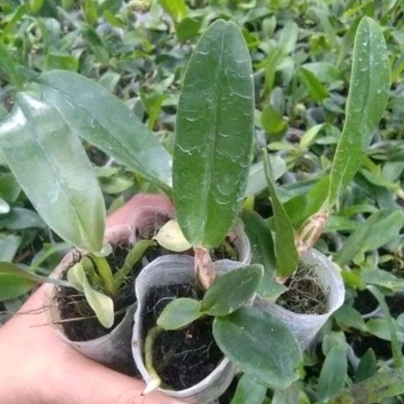 pra-remaja cattleya dapat 3 plan