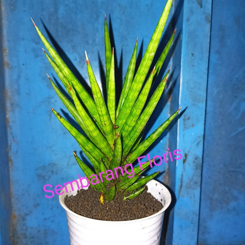 Sansevieria Francisii