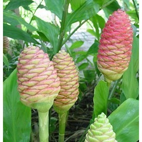 Jamu Batu Empedu