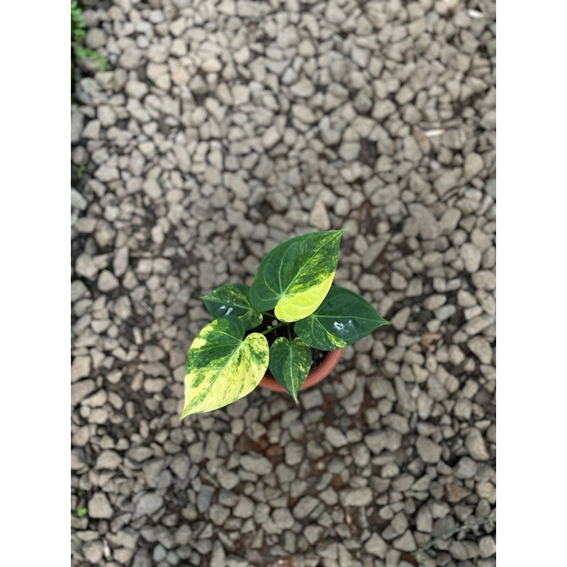 anthurium gladiator variegata
