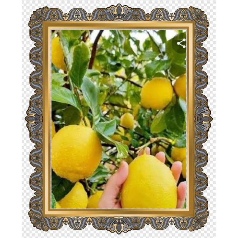 lemoncalifornia