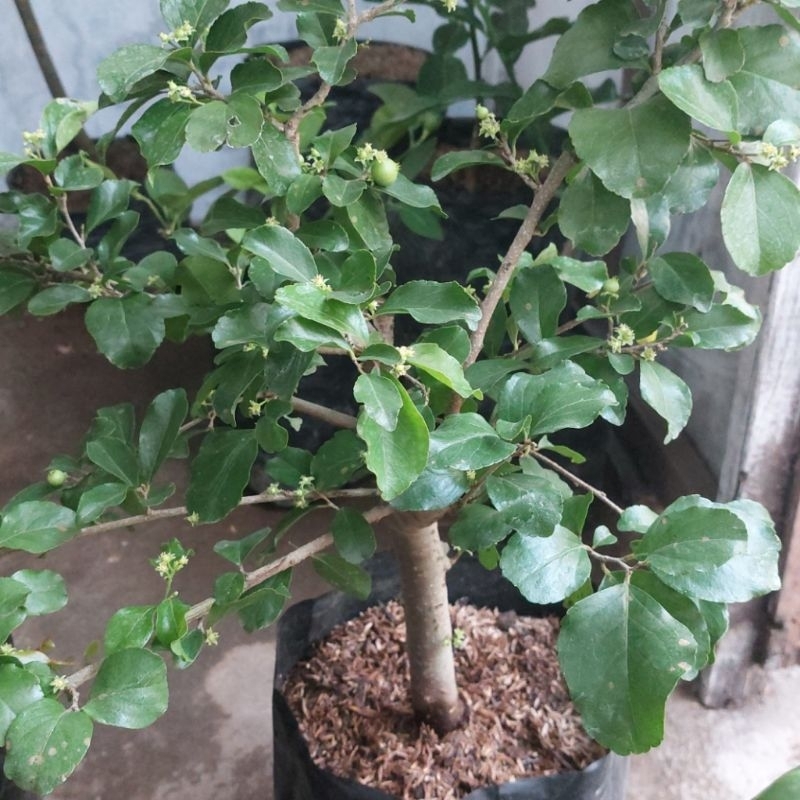cherry jepang indukan super