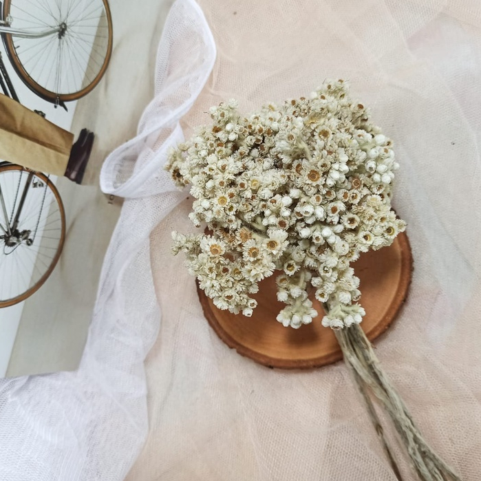 Bunga edelweis | vas bunga | hiasan rustic | bunga kering