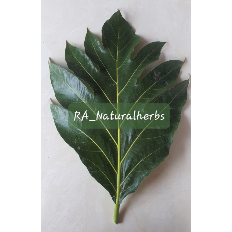 Daun Sukun Segar