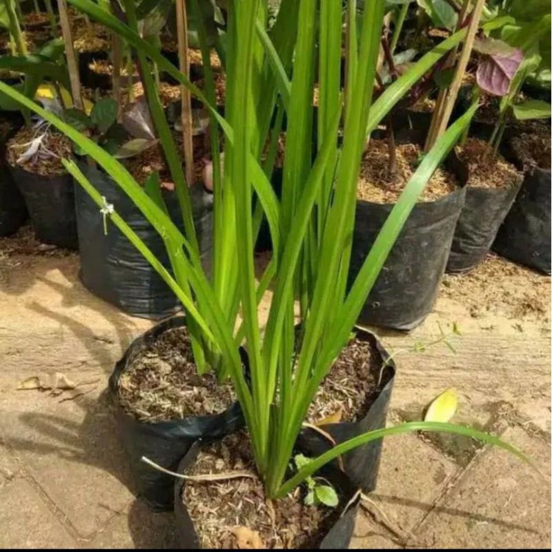 bibit jaringau- jeringau