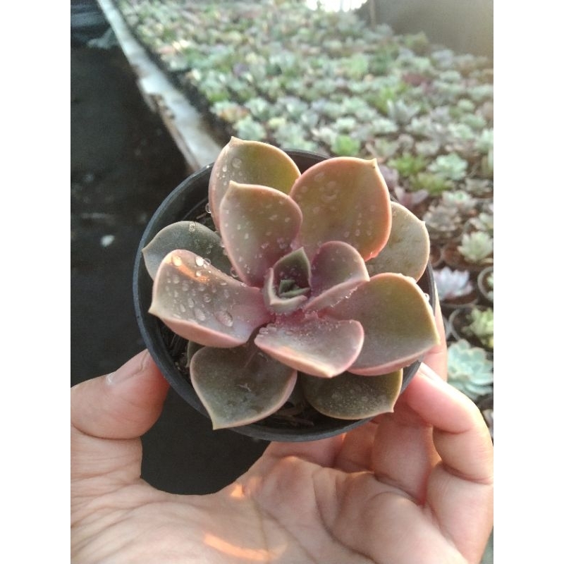 echeveria Perle merah/bery