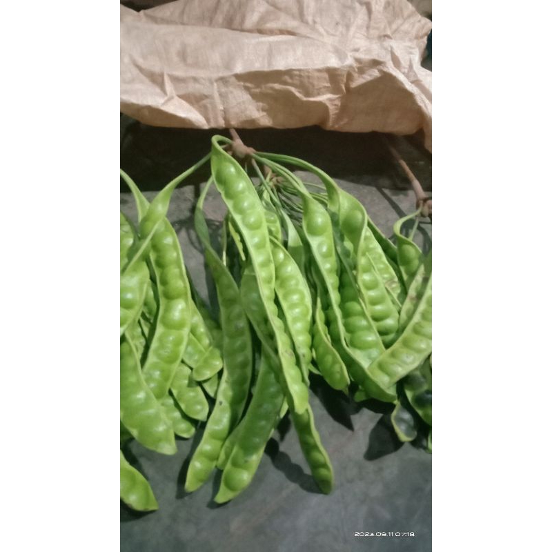 Pete fresh baru petik