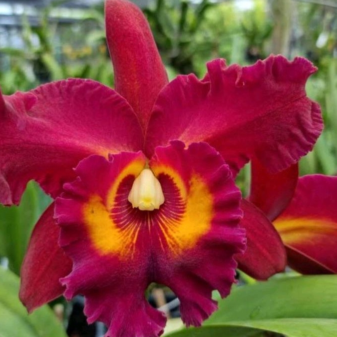 seedling cattleya jumbo dapat 7plan