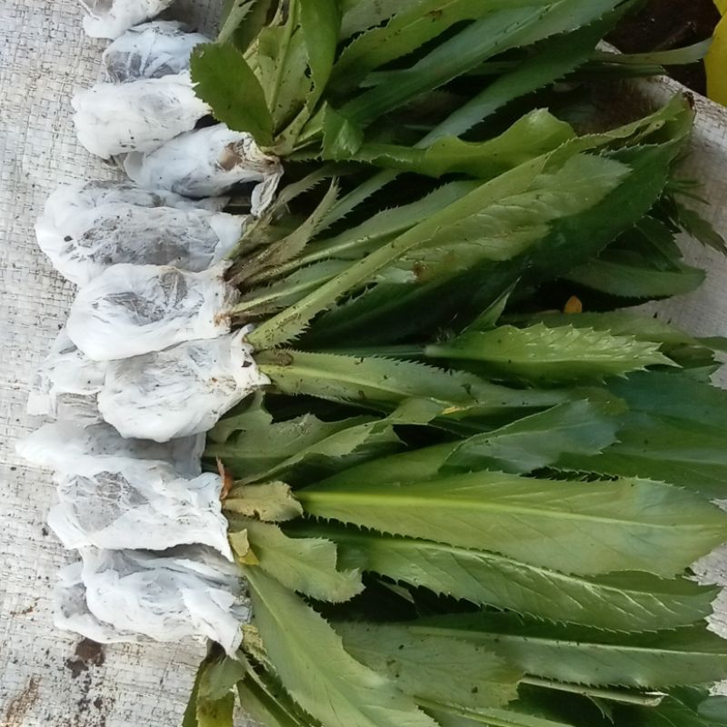 daun walang sangit segar