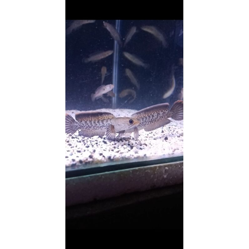 stewarti ngentub