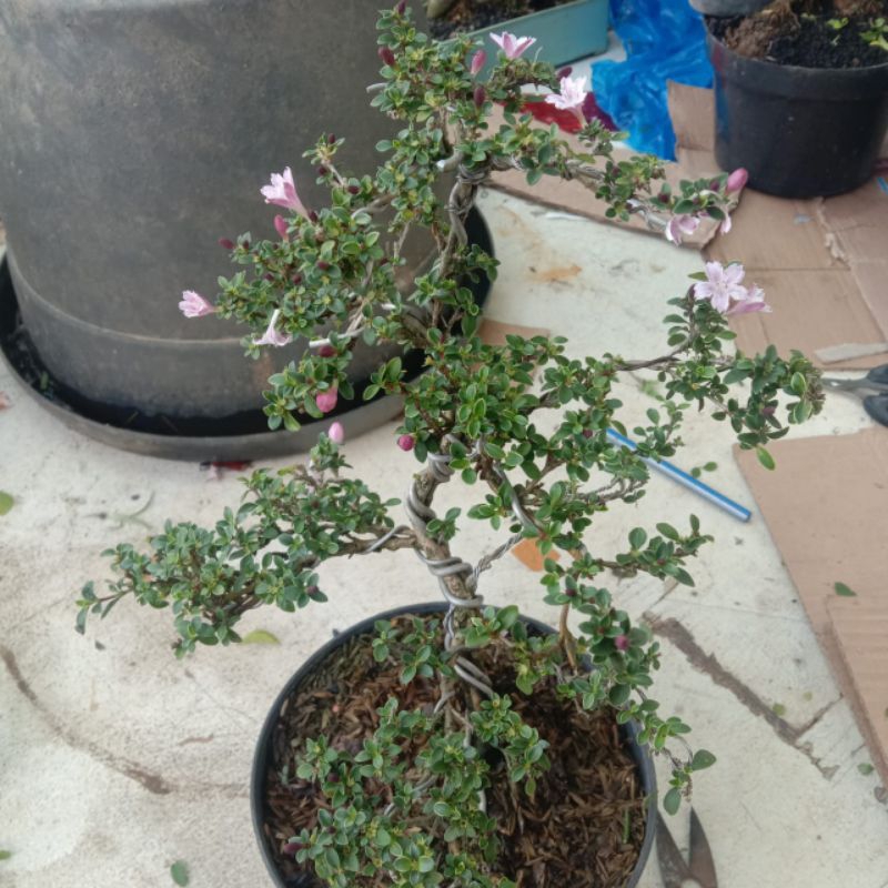 melati Jepang