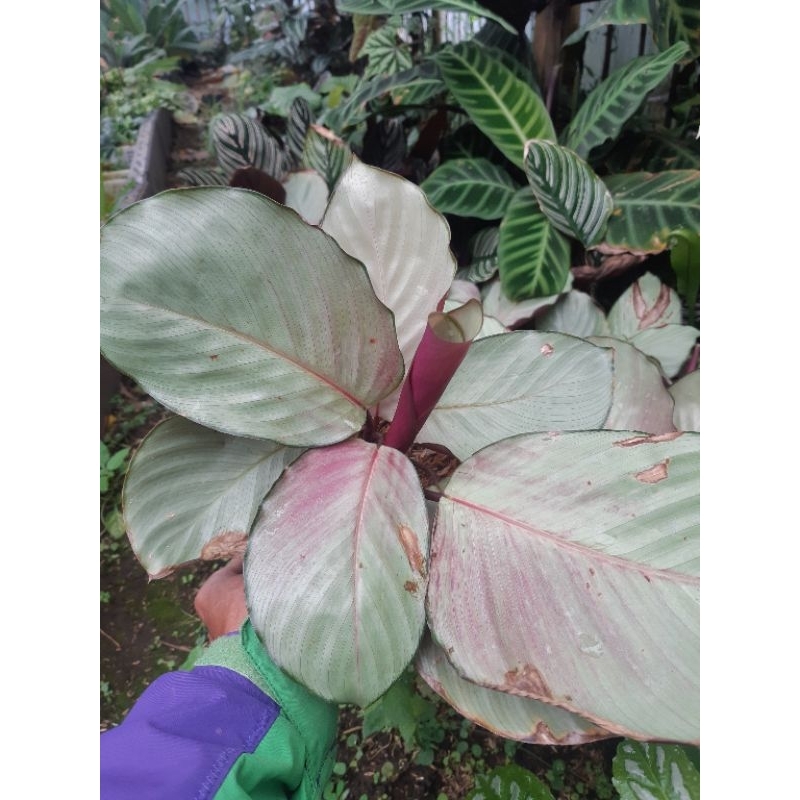 calatea