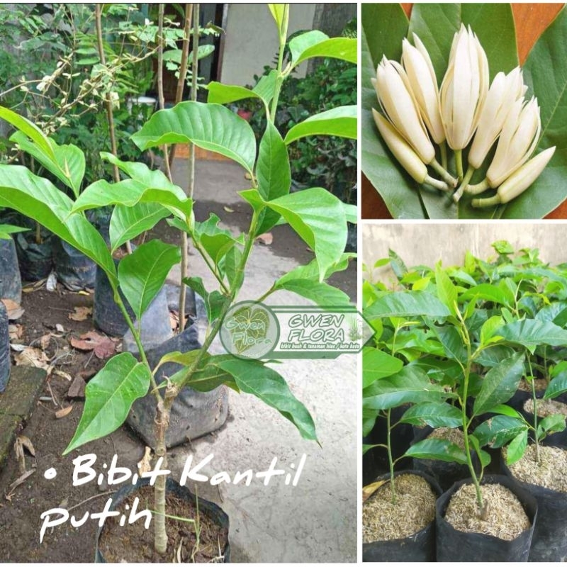 Tanaman Bunga Kantil Putih