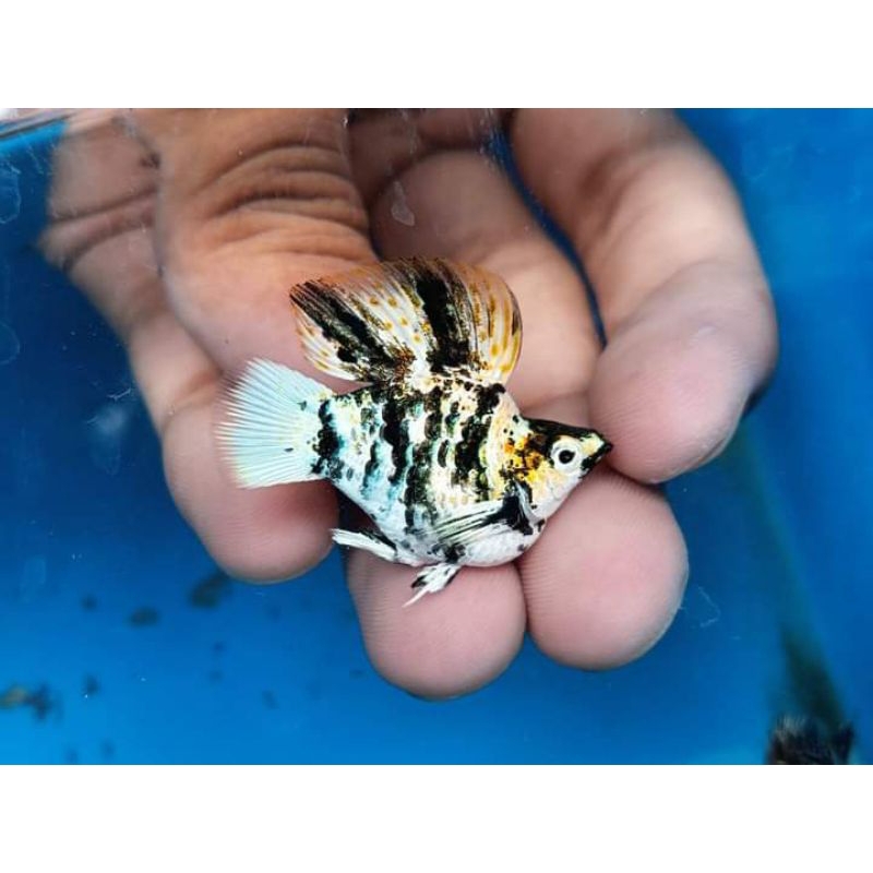 molly Platinum marbel  rontail