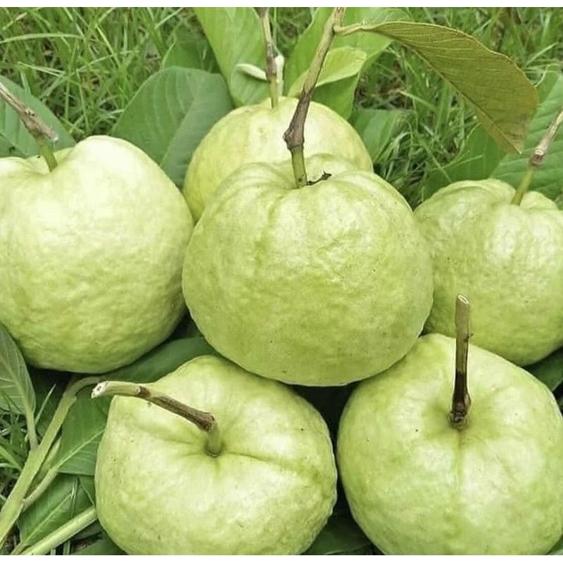 JAMBU INTAN KRIUK 1KG