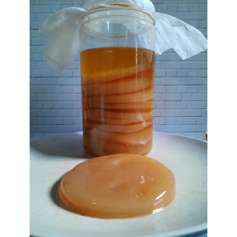 scoby kombucha premium termurah
