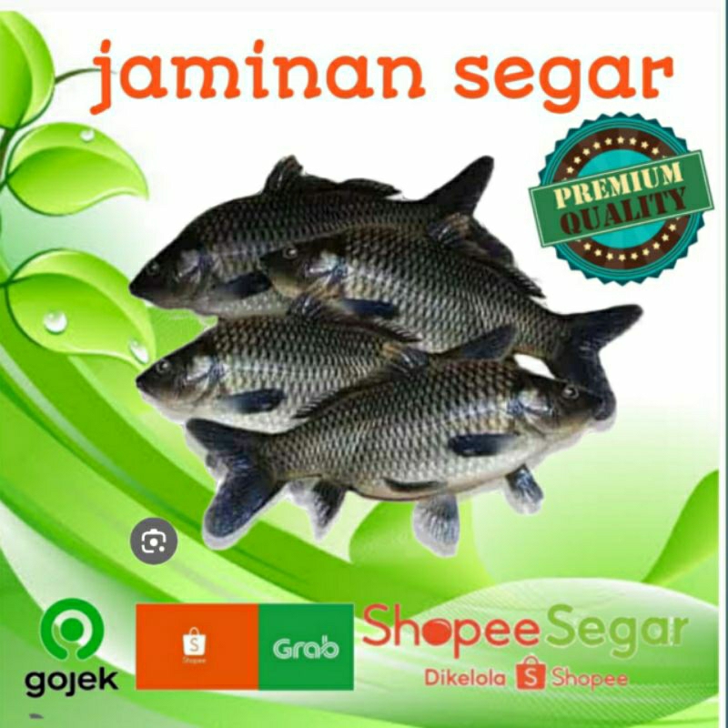 IKAN MAS HIDUP PERKILO