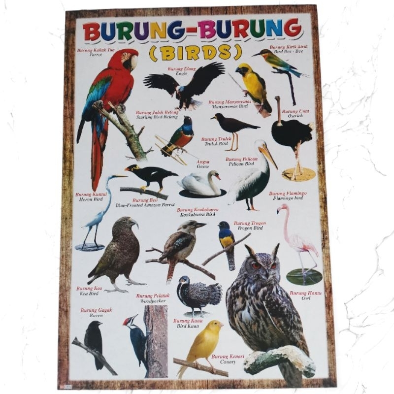 Poster Edukasi Burung