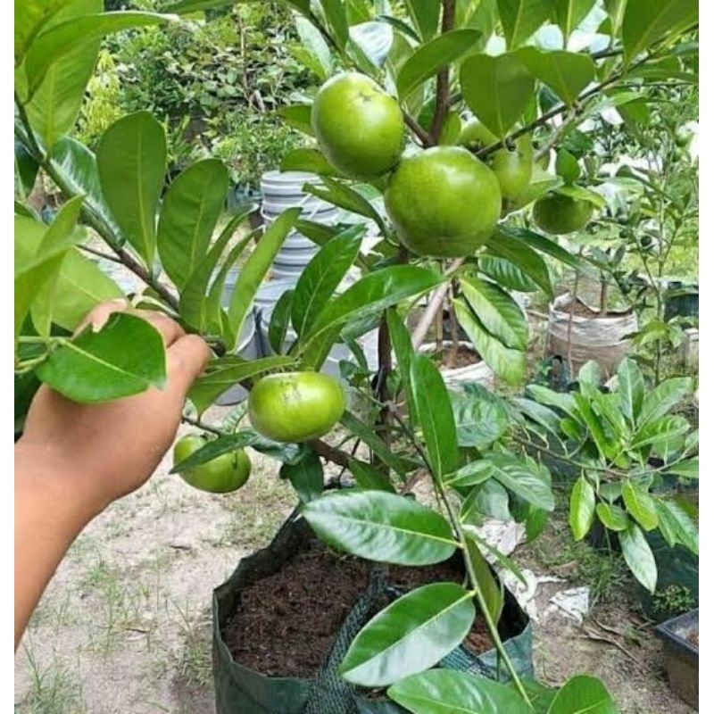 bibit sawo black sapote