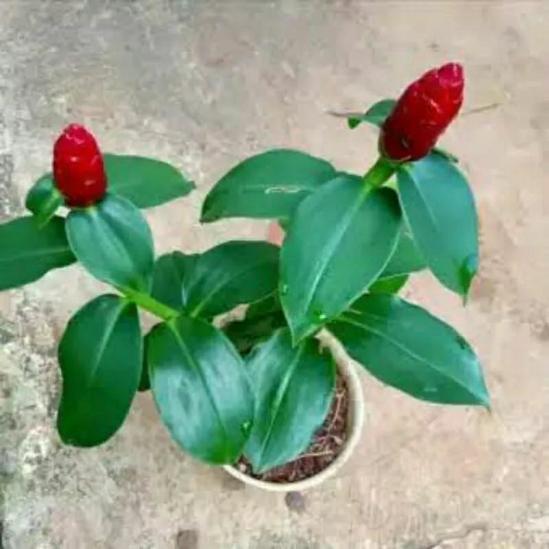 Tanaman pacing pentul bunga merah