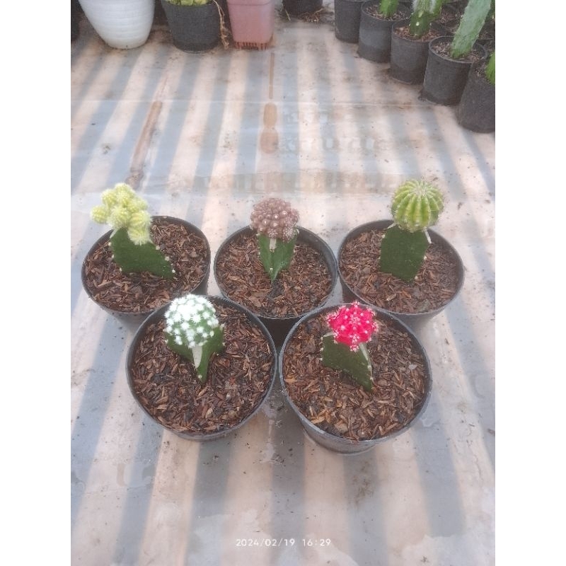 cactus grafting 5 jenis