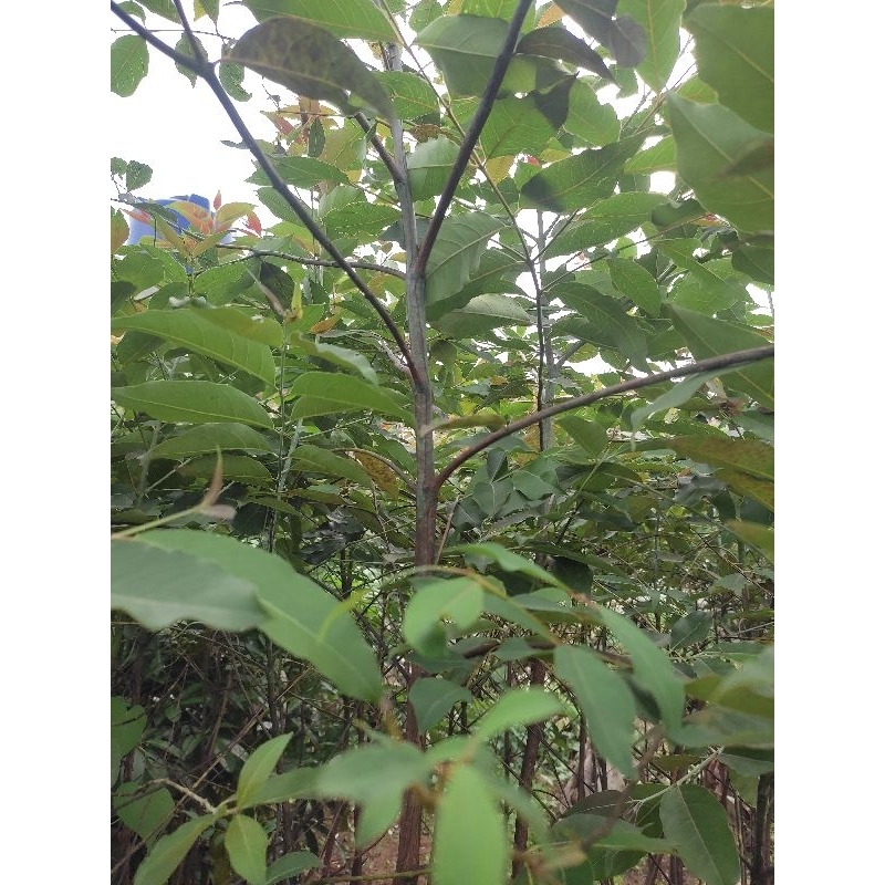 pohon rainbow/Eucalyptus tinggi 2 meter