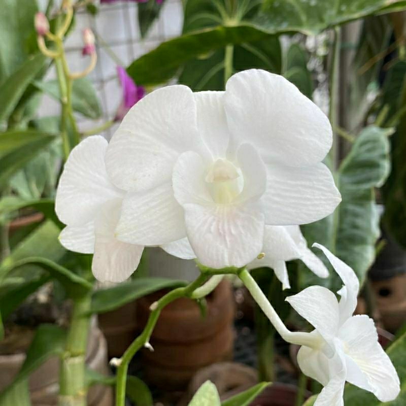 termurah!! anggrek dendrobium dewasa bunga putih