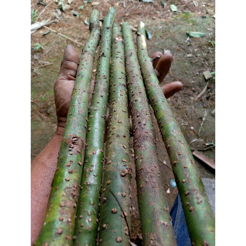 tongkat kayu lemo/5pcs