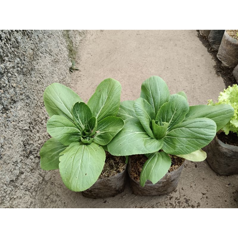 PAKET 2 TANAMAN PAKCOY