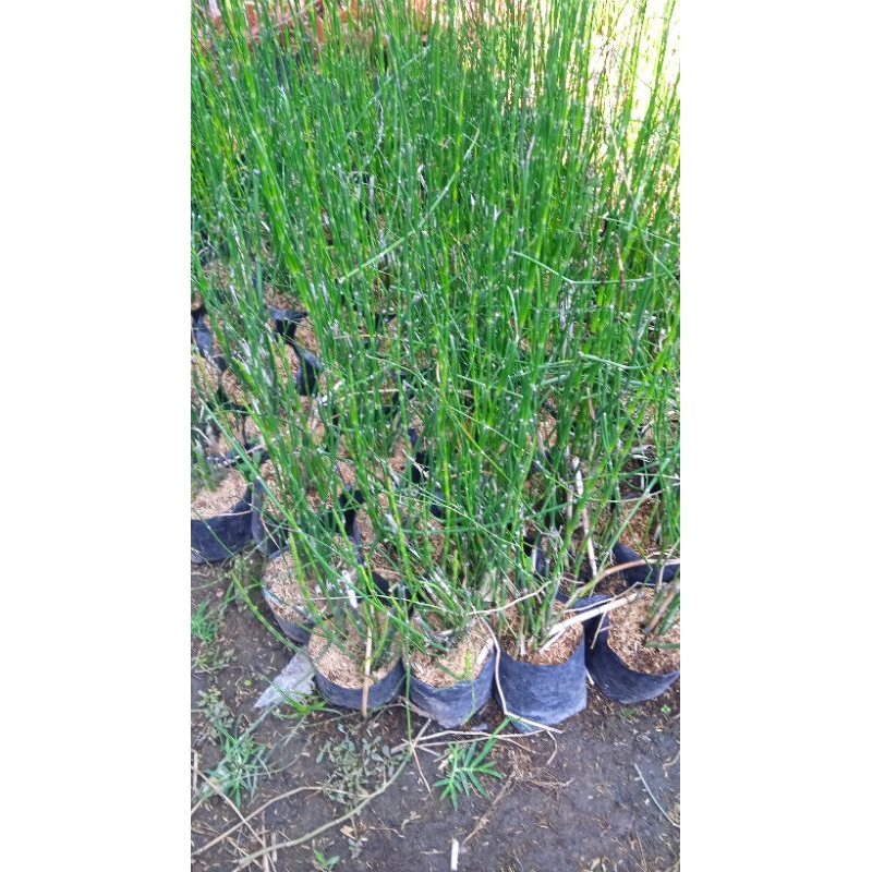 Tanaman bambu air