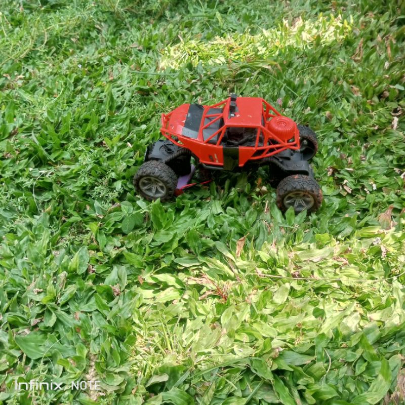 rumput gajah mini