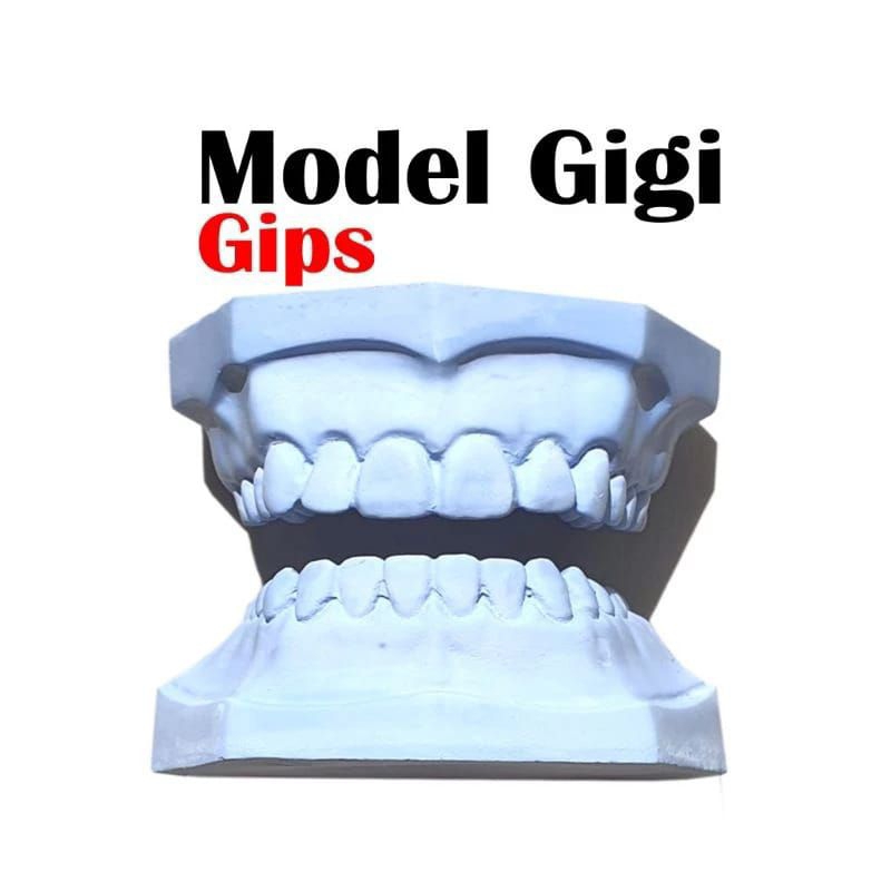Patung Gigi Gips Stone