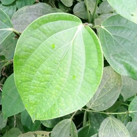 DAUN MRICA