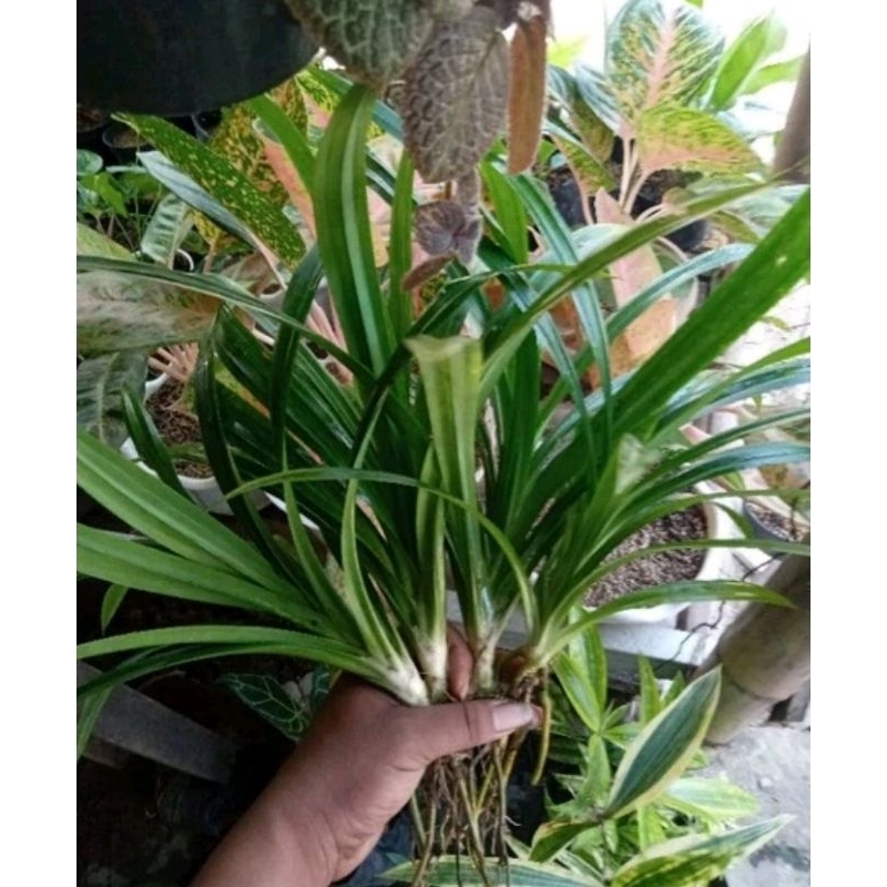 Bibit Daun Pandan beli 5 gratis 1