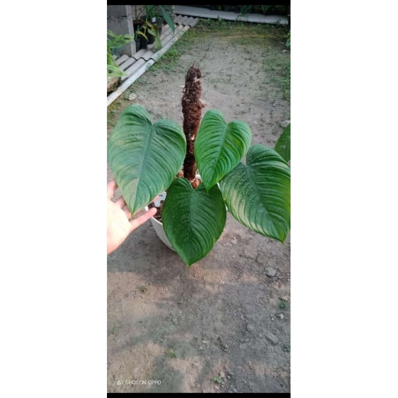 Philodendron planadense (super rare)