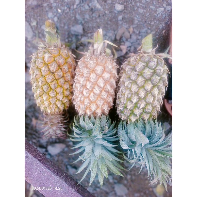 nanas.