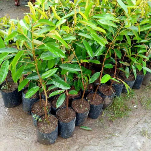 LINK CO DURIAN SUPER TEMBAGA AAS