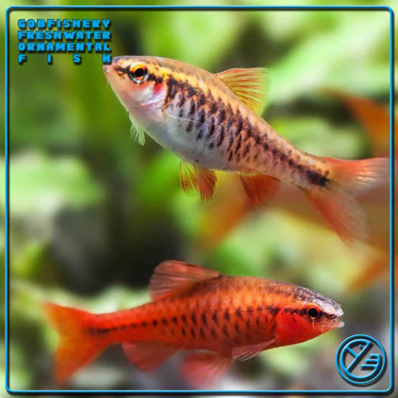 Cherry Barb