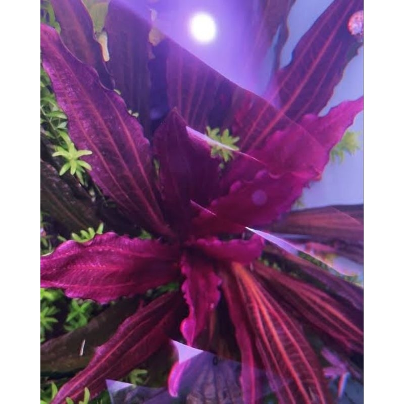Echinodorus Red Miracle