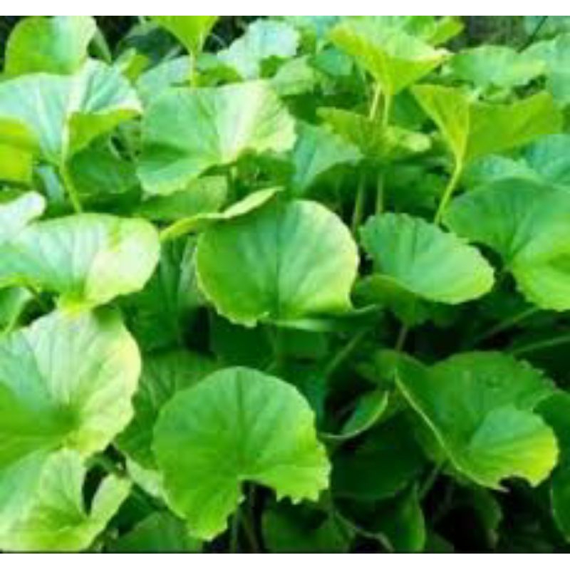 daun pegagan segar 500 grm