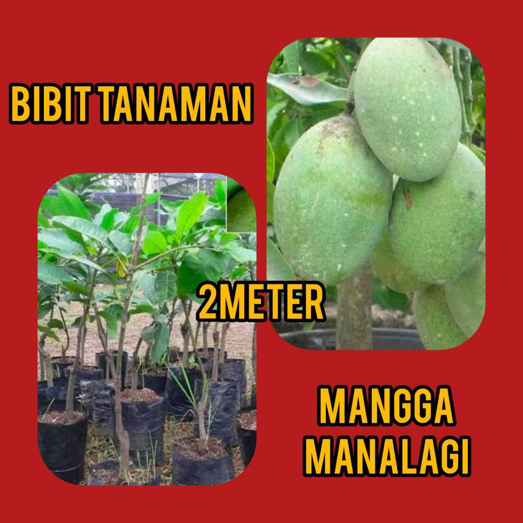 Bibit Mangga Manalagi 2 Meter