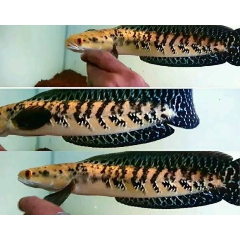 MARU CABUNG 24-26cm