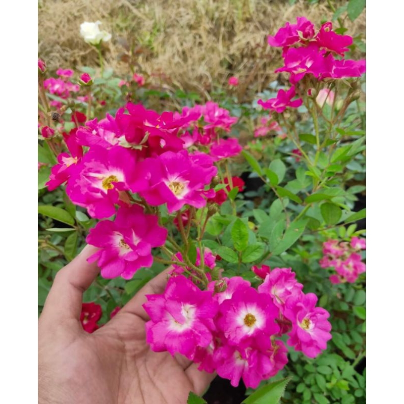 Mawar Rambat Mini Polyanta pink Indukan