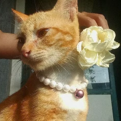 kalung kucing mutiara