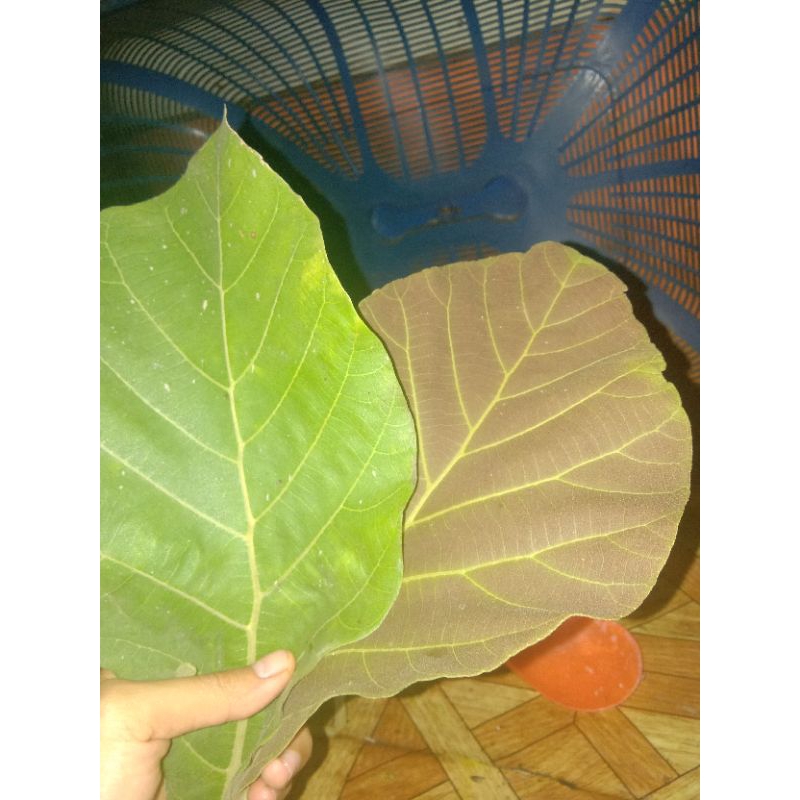 Daun Jati Basah & Kering per Pcs